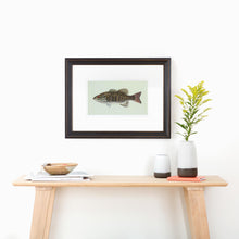 Smallmouth Bass Illustration