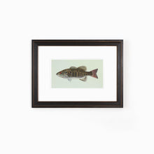 Smallmouth Bass Illustration