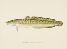 Burbot Illustration