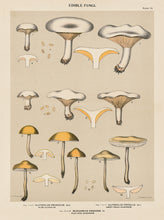 Edible Fungi Plate 14