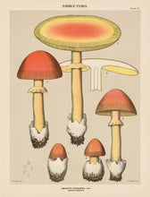 Edible Fungi Plate 15