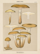 Edible Fungi Plate 20