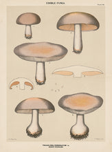 Edible Fungi Plate 22