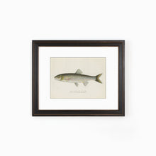 Silver Chub Illustration