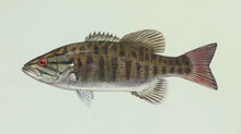 Smallmouth Bass Illustration