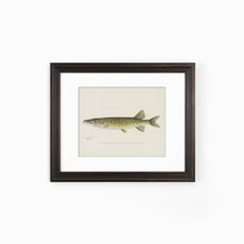 Pickerel Illustration