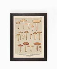 Edible Fungi Plate 13