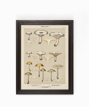 Edible Fungi Plate 14