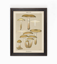 Edible Fungi Plate 20