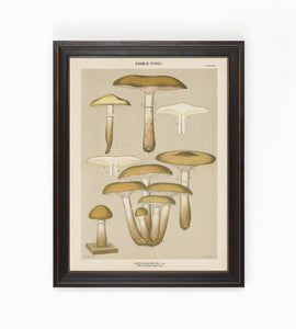 Edible Fungi Plate 20