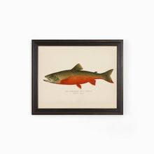 Red Trout Illustration