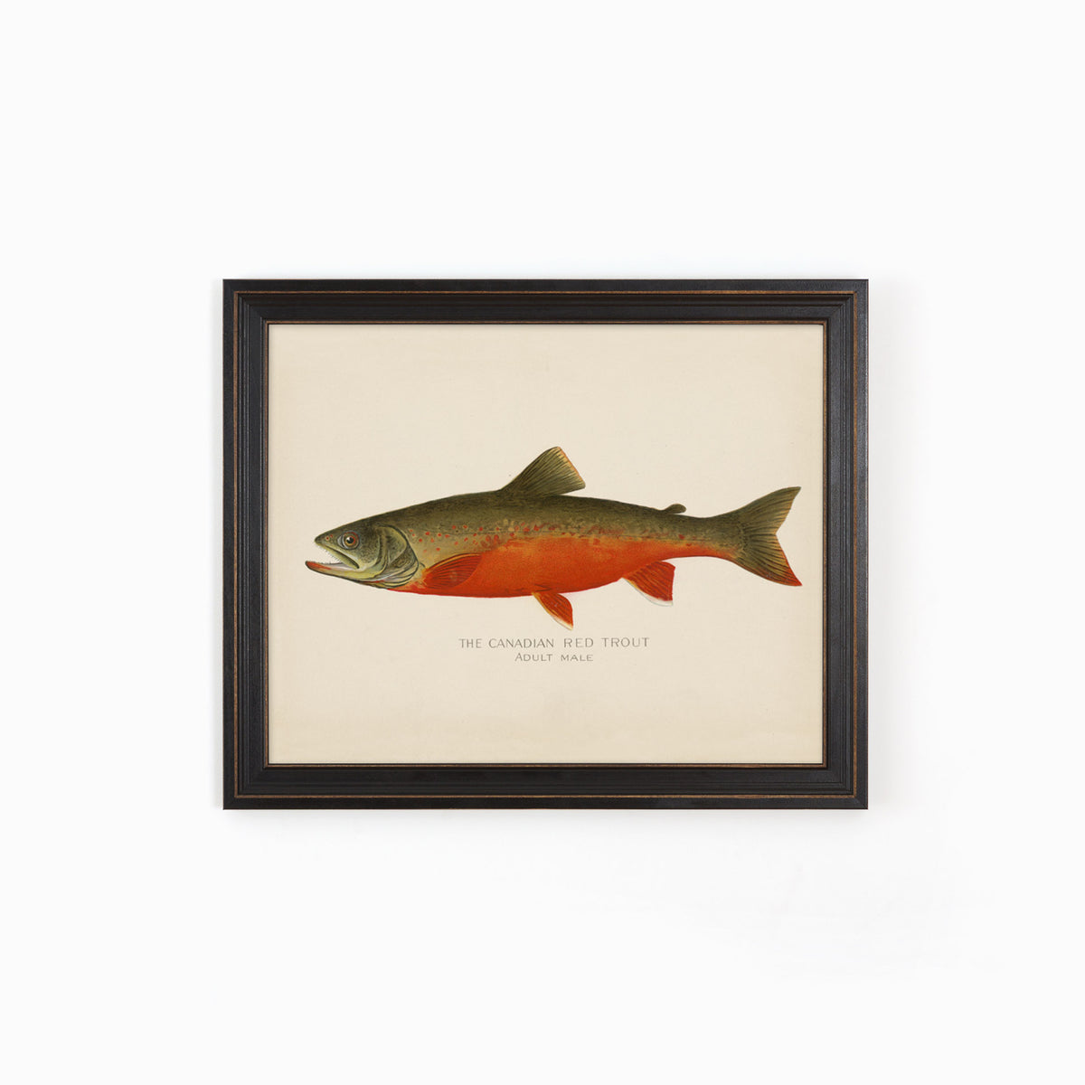 Red Trout Illustration – Grand Trunk Trading Company