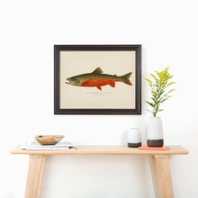 Red Trout Illustration