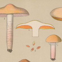 Edible Fungi Plate 13