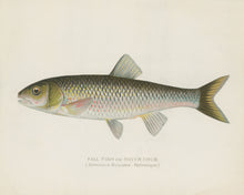 Silver Chub Illustration