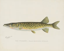 Pickerel Illustration