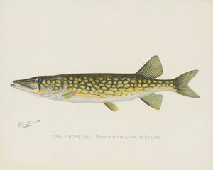 Pickerel Illustration