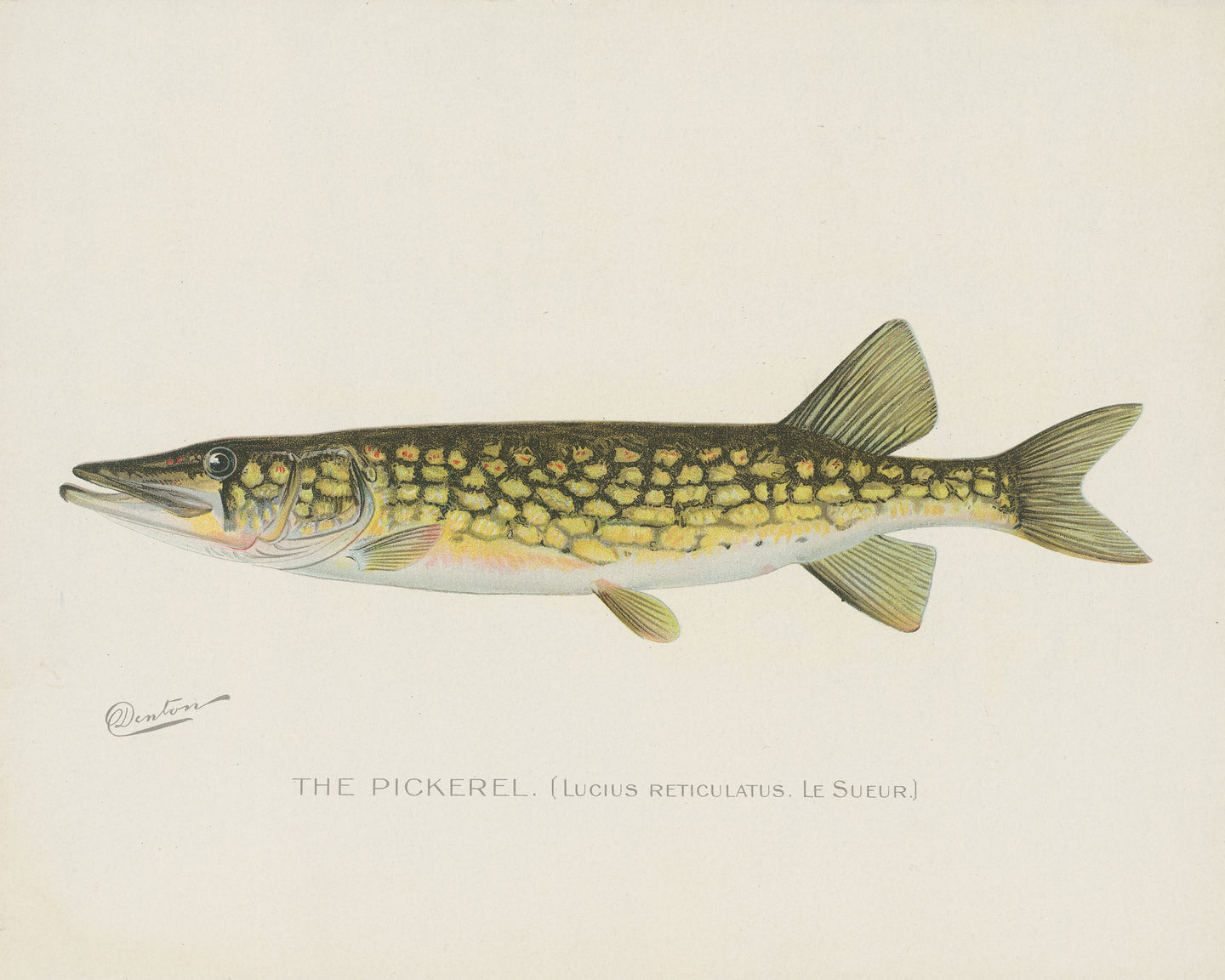 Pickerel Illustration