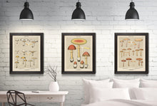 Edible Fungi Plate 20
