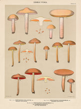 Edible Fungi Plate 13