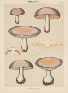 Edible Fungi Plate 22