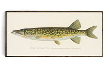 Pickerel Illustration