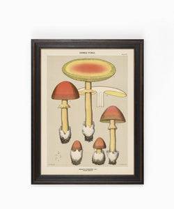 Edible Fungi Plate 15