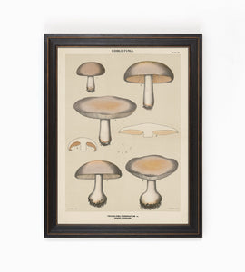 Edible Fungi Plate 22