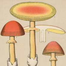 Edible Fungi Plate 15