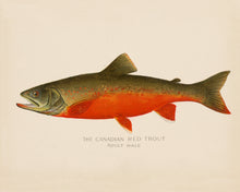 Red Trout Illustration