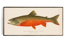 Red Trout Illustration