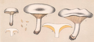 Edible Fungi Plate 14